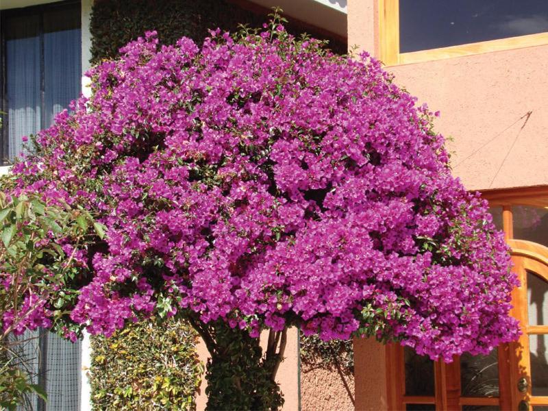 Hotel Arrecife De Coral San Cristóbal de Las Casas Dış mekan fotoğraf